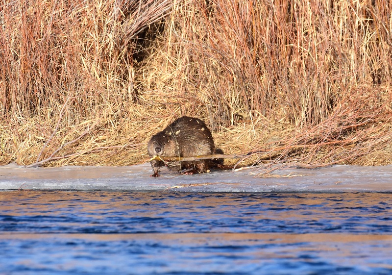 Aspen with Stick in Mouth