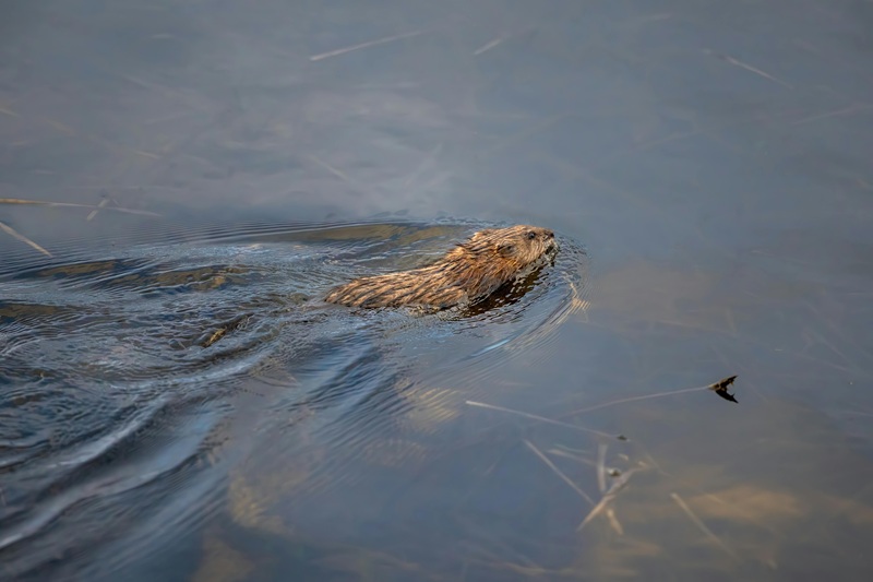 Hazel swimming