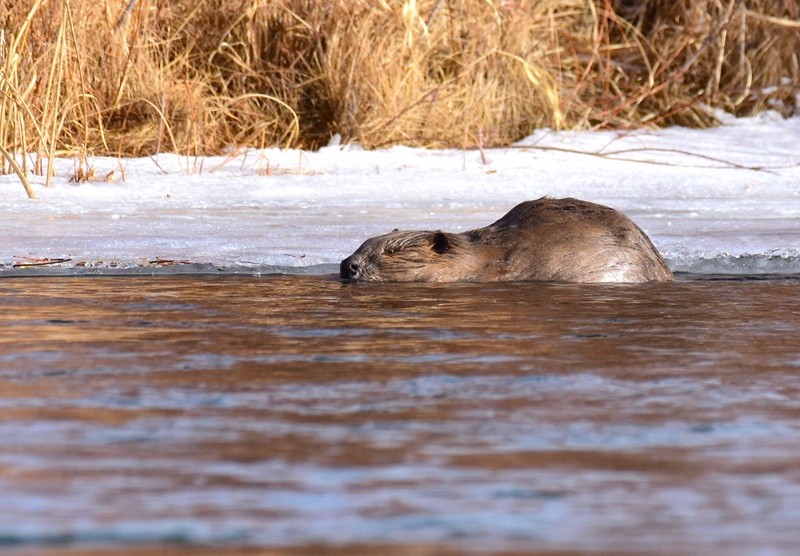 Spruce partly submerged in water